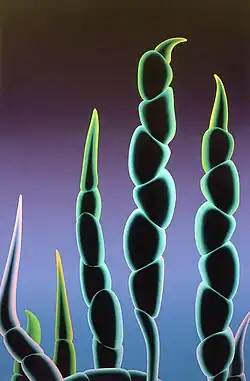 Anakena 1983 (Oil on masonite 72″x48″)