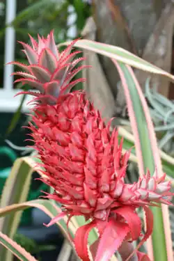 Colourful bracts of Ananas bracteatus