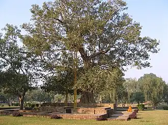 Anandabodhi tree (Ficus religiosa) in Jetavana Monastery, Sravasti