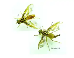 South American Cucurbit Fruit Flies.