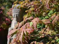 Japanese Maple Leaves with statue in background taken at Anderson Japanese Gardens in October 2015