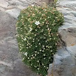 Rosettes of tiny succulent leaves in a rock crevice with a few five-petaled white flowers