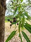 Capsules, seeds and foliage