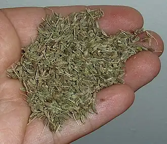 Fruits in hand for scale