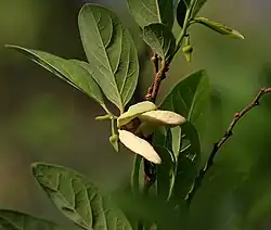 Annona squamosa flower and leaves in Hyderabad, India