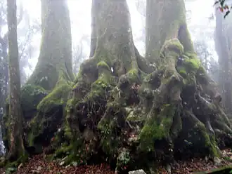 The buttressed roots of an Antarctic beech in Lamington National Park