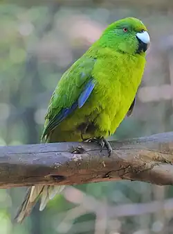 A green parrot with a light-green underside