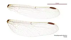 Female wings