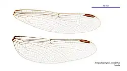 Female wings