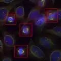 Cells inhibiting mitosis displayed using registered bands of epifluorescence microscopy and false-colors