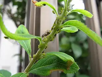 Aphis citricola