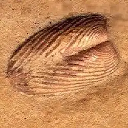 Pair of fossil aptychi (image is 1 cm across)