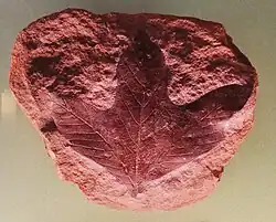Red rock with the fossil imprint of a three-lobed leaf on one surface