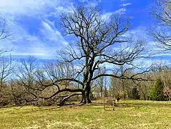 Arbutus Oak wide view