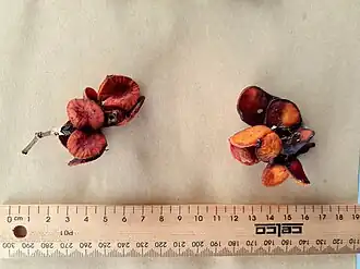 Fruit with a standard 30&nbsp;cm/12in ruler