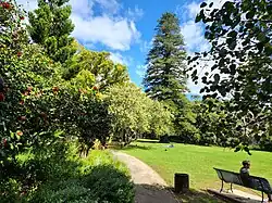 Norfolk Pine in Arderne Gardens