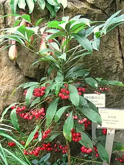 Ardisia crenata