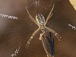 Juvenile at Katherine Gorge