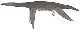 Reconstruction of a left-facing plesiosaur.