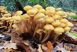A cluster of Armillaria mellea mushrooms growing on the forest floor.