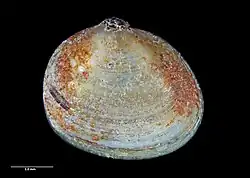 Shell of Arthritica bifurca