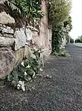 Outlying plant growing between wall and tarmac at pavement level
