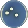Aspergillus aurantiobrunneus growing on CYA plate