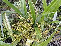 Lines of flowers alongside large leaves