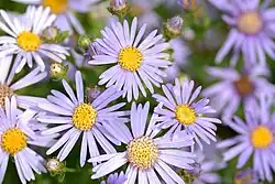Asters