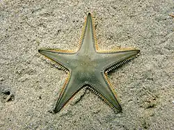 Astropecten jonstoni