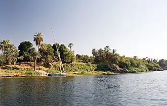 Photography of the Nile with a lush green papyrus plants and palm trees in the background