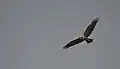 Marsh Harrier