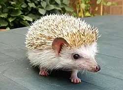 White hedgehog