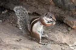 Brown and white squirrel