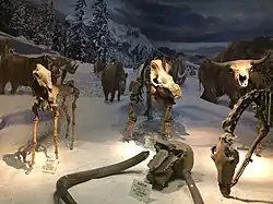 Aurochs and other prehistoric mammals mounted in a scene in the Cenozoic hall.