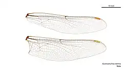 Male wings