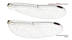 Female wings