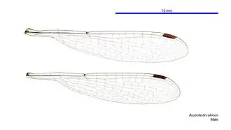 Male wings