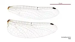 Male Austrophya mystica wings