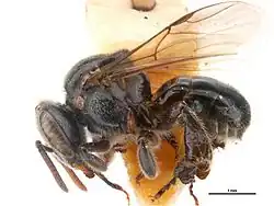 Austroplebeia cassiae worker. Scale bars = 1&nbsp;mm