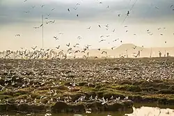 Several gulls gathered on the water and shoreline of a wetland