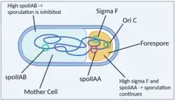 Diagram of bacterium with labeled forespore, mother cell and asymmetrically partitioned chromosomal loci