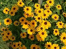Black-eyed Susans, state flower of Maryland