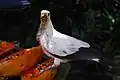 A bird feeding on a piece of papaya
