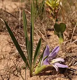 Babiana nana maculata