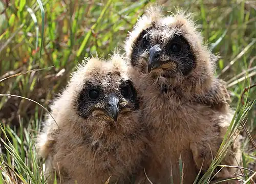 Two chicks rescued by the Owl Rescue Centre in South Africa