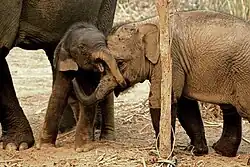 Two Asian elephant calves playing in a sanctuary in Laos