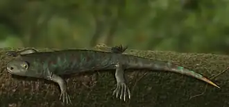 Balanerpeton woodi, of the early Carboniferous of Scotland