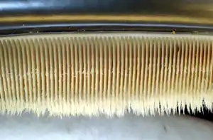 Photo displaying dozens of baleen plates. The plates face each other, and are evenly spaced at approximately 0.25 inches (1 cm) intervals. The plates are attached to the jaw at the top, and have hairs at the bottom end.