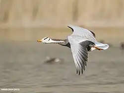 Bar-headed_Goose_(Anser_indicus)_(51145852044)